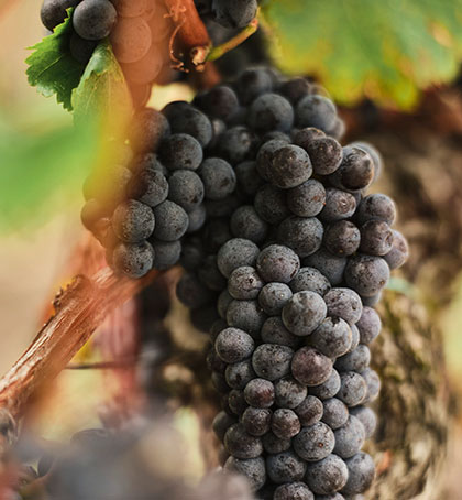 Le pack vignobles vous propose des événements dans le Pomerol