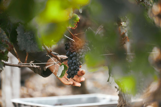 BVE Events, avec son Pack Cabernet franc, vous fait découvrir les vignobles bordelais