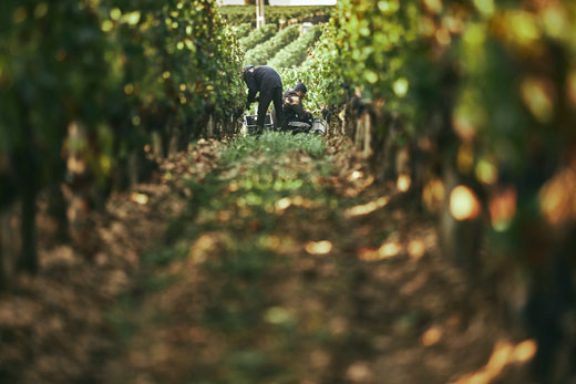 Découvrez le Vignoble Cabernet- Sauvignon aux côtés de l'agence BVE Events