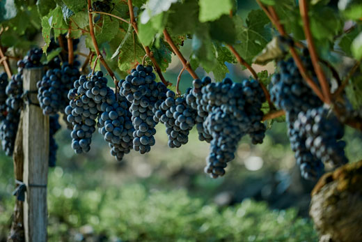 BVE Events vous propose de découvrir le Pack Merlot pour un séjour court dans les Vignobles